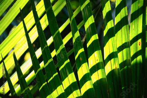 New Zealand, South Island, Karamea. Nikau Palm (Rhopalostylis sapida). photo