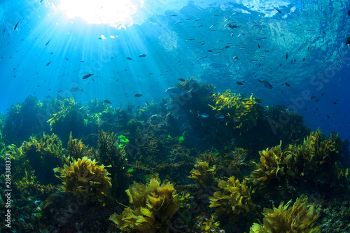 Sunrays shine on fish and kelp through clear water near Poor Knights Islands, North Island, New Zealand.
