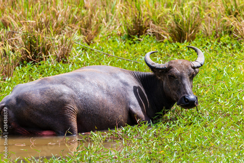 Water Buffalo in a wet rice paddy in rural Bohol in the Philippines