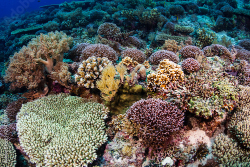 A beautiful, healthy shallow water tropical coral reef