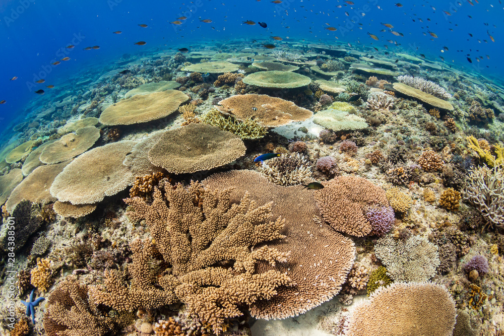 Huge table corals (Acropora) and other hard corals on a shallow water coral reef in Asia Huge table corals (Acropora) and other hard corals on a shallow water coral reef in Asia