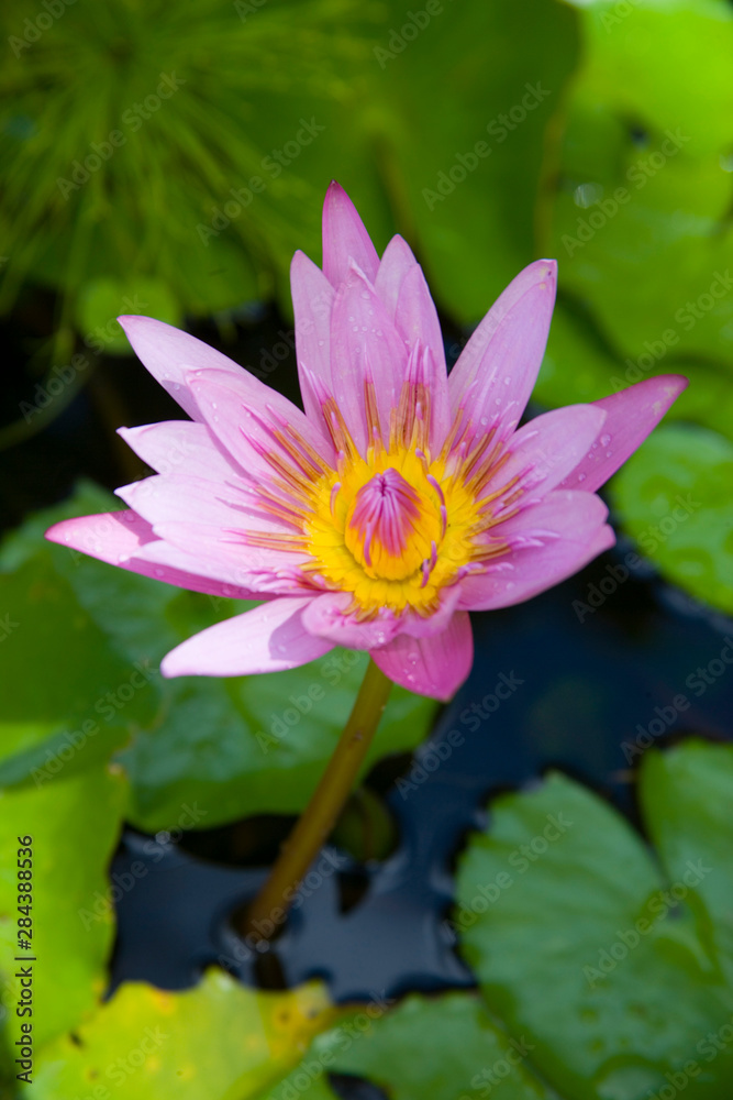 Martinique, French Antilles, West Indies, Blue water lily (Nymphae coerulea) flower at Jardin de Balata (Balata Garden). Begun in 1982 Balata Garden was created by Jean-Philippe Thoze. Martinique, French Antilles, West Indies, Blue water lily (Nymphae coerulea) flower at Jardin de Balata (Balata Garden). Begun in 1982 Balata Garden was created by Jean-Philippe Thoze.
