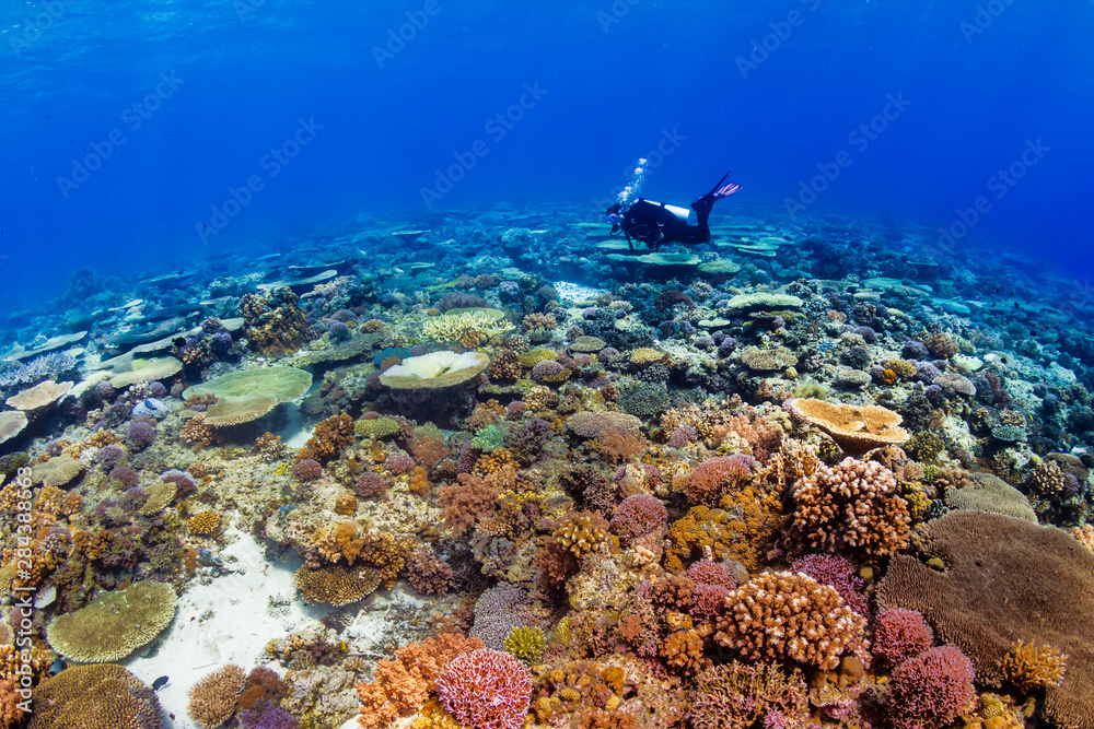 Fototapeta premium SCUBA divers on a colorful, healthy tropical coral reef system in the Philippines