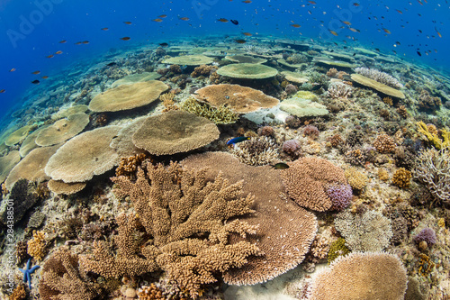 Huge table corals (Acropora) and other hard corals on a shallow water coral reef in Asia