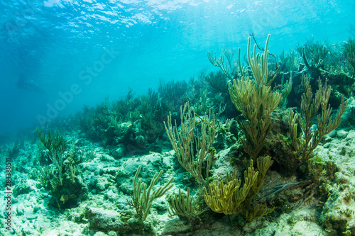 Row of soft coral in clear blue water near Staniel Cay, Exuma, Bahamas