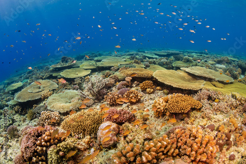 Fototapeta Naklejka Na Ścianę i Meble -  Huge table corals (Acropora) and other hard corals on a shallow water coral reef in Asia