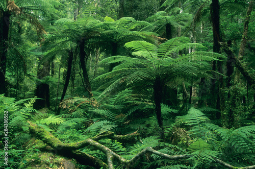 New Zealand, North Island, Whirinaki Forest Park, native forest, tree ferns and forest interior. photo