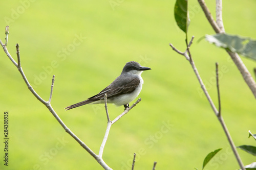 St. Kitts, Saint Kitts, Caribbean. Grey Kingbird at St. Kitts Perches on a Branch