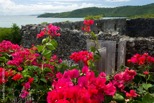 Martinique, French Antilles, West Indies, Flowering bougainvillea & ruins at site of Chateau Dubuc on the Caravelle Peninsula. The Dubuc Castle was first noted on maps of Martinique in 1773. photo