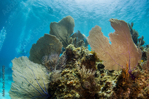 Purple sea fans and soft corals cover a coral head in the foreground and a diver is in the background, Isle of Youth, Cuba photo