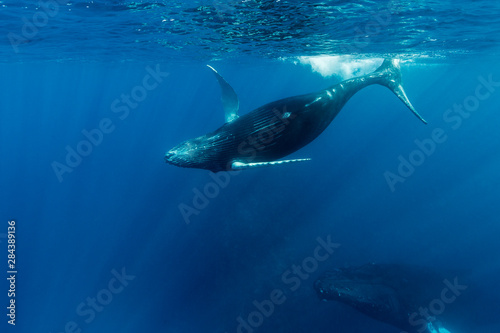 A humpback whale calf plays near the surface while its mother looks on from below in the blue water of the Silver Bank, Dominican Republic © James White/Danita Delimont