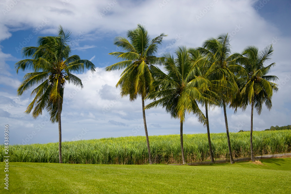 MARTINIQUE. French Antilles. West Indies. St. Pierre. Royal palms & sugarcane field. Grounds of Depaz rum distillery. MARTINIQUE. French Antilles. West Indies. St. Pierre. Royal palms & sugarcane field. Grounds of Depaz rum distillery.