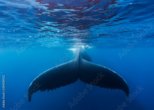 A large humpback whale fluke near the surface of the clear blue water of the Silver Bank, Dominican Republic © James White/Danita Delimont