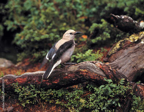 Canvas Print Common to conifer-laden areas near the timberline, Clark's Nutcrackers abound in Banff NP, Alberta, Canada