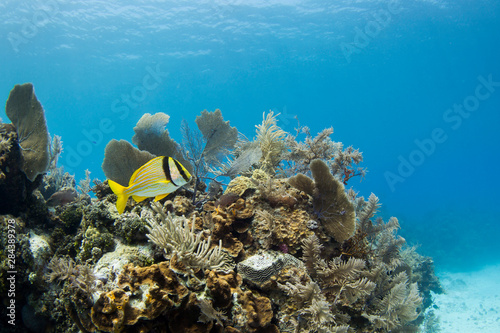 A porkfish swims above a lush coral head in clear blue waters off the Isle of Youth, Cuba photo