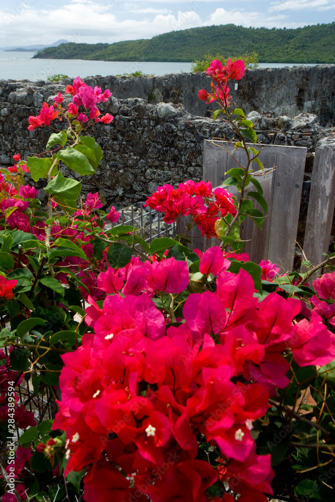 Martinique, French Antilles, West Indies, Flowering bougainvillea & ruins at site of Chateau Dubuc on the Caravelle Peninsula. The Dubuc Castle was first noted on maps of Martinique in 1773.