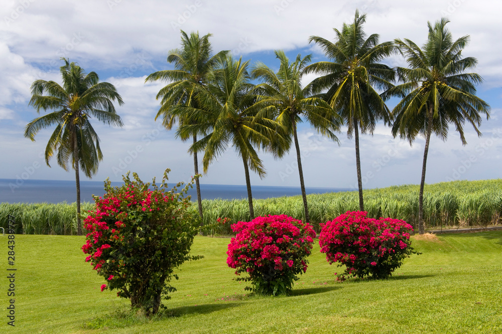 MARTINIQUE. French Antilles. West Indies. St. Pierre. Blooming bougaivillea, royal palms & sugarcane field. Grounds of Depaz rum distillery.