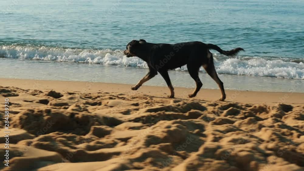 Homeless dog is running along the seaside, close-up Homeless dog is running along the seaside, close-up