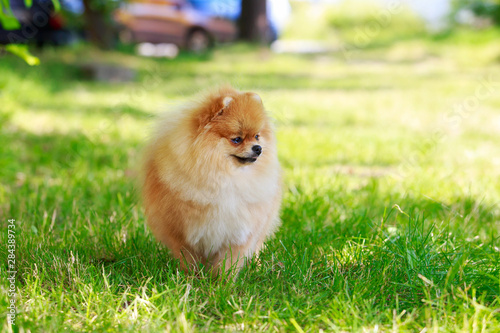The dog breed pomeranian spitz © deviddo