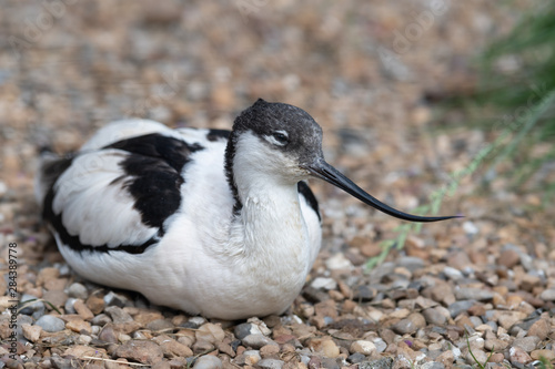Pied Avocet Resting on a beach