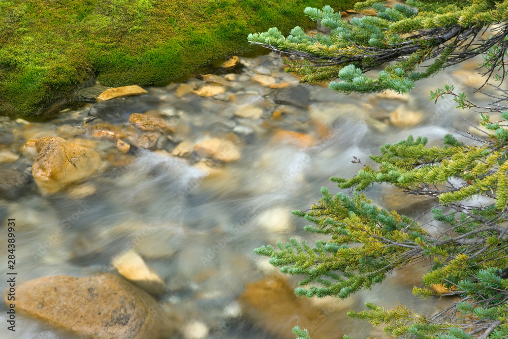 Canada, British Columbia, Yoho National Park. Rapidly flowing stream and pine branches. 