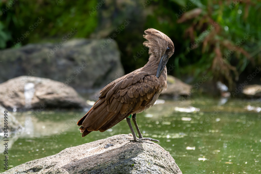 Obraz premium Hamerkop Resting on a Rock Near a Pond