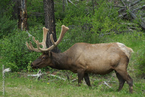 Canada: Alberta, Bow Valley, elk (wapiti is its Indian name, Cervus elaphus) photo