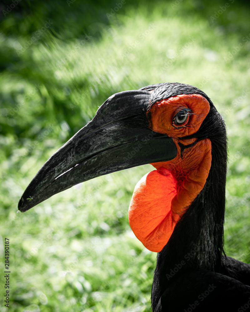 Fototapeta premium Close Up Portrait Southern Ground Hornbill