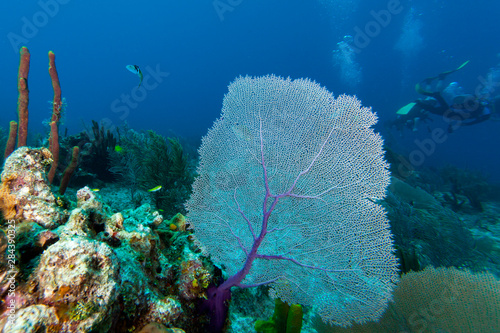 Bilde på lerret Purple sea fan (Gorgonia ventalina) with divers in background
