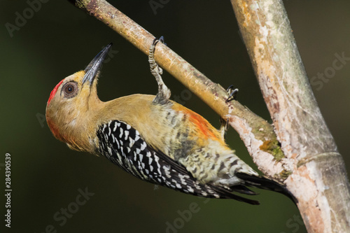 Red-crowned Woodpecker photo