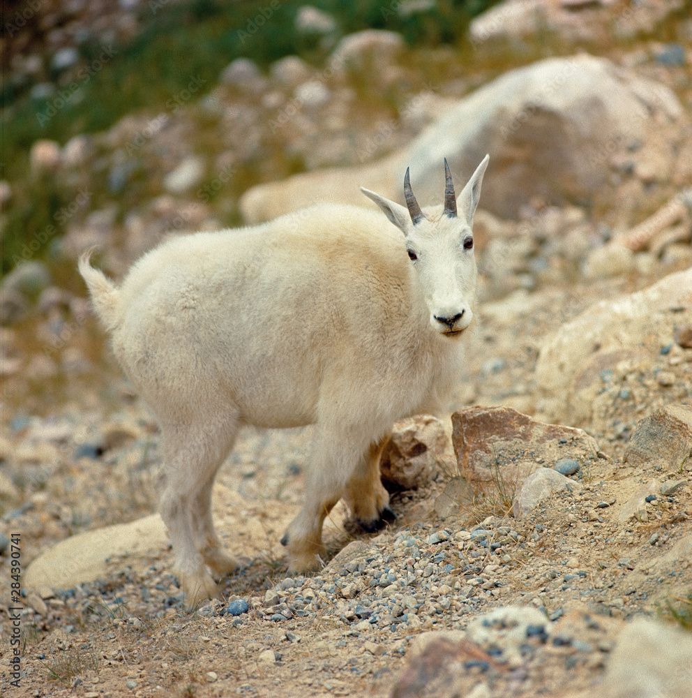 Canada, Alberta, Banff NP. The goat antelope is more commonly known as the Rocky Mountain goat, here seen in Banff NP, Alberta, Canada. Canada, Alberta, Banff NP. The goat antelope is more commonly known as the Rocky Mountain goat, here seen in Banff NP, Alberta, Canada.