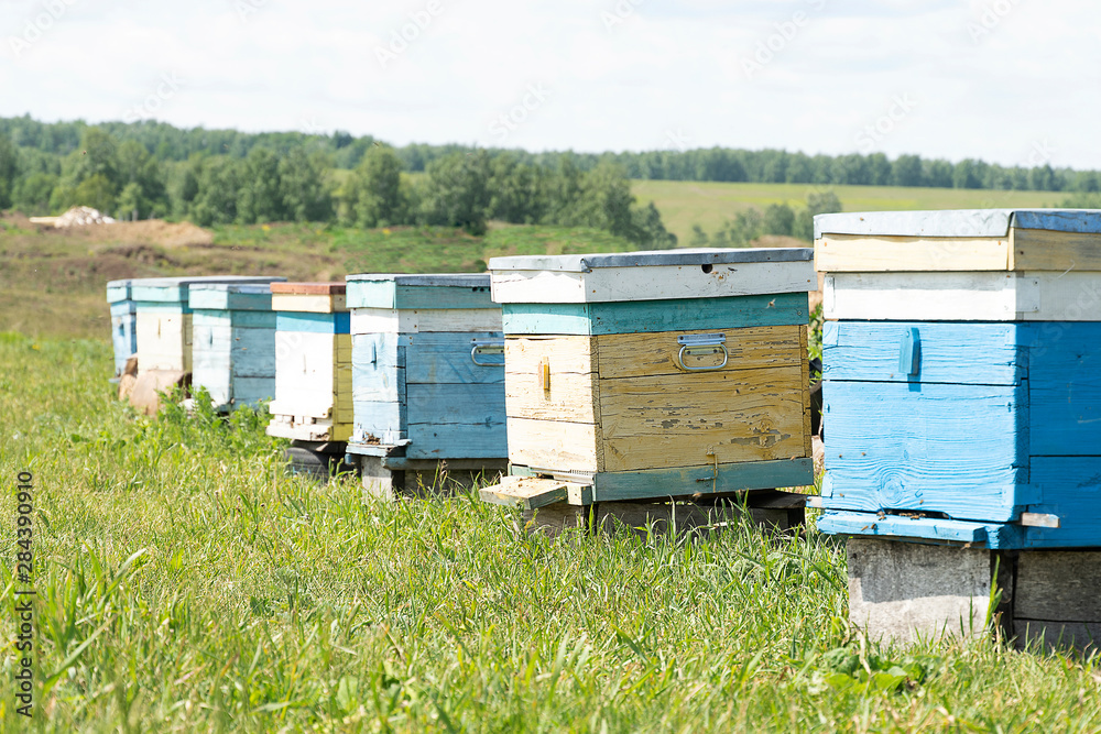Bee houses are in the meadow. Beehive in the summer in green grass. Bees. Bee houses are in the meadow. Beehive in the summer in green grass. Bees.