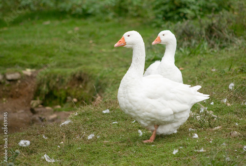 Canada, British Columbia, Cowichan Valley. White geese on the grass
