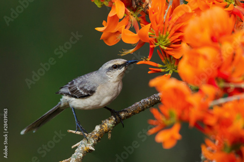 Obraz na płótnie Tropical Mockingbird feasting in Immortal Blooms