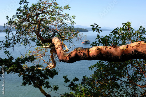 Canada, British Columbia, Galiano Island, Montague Harbour. Arbutus tree overlooking the ocean. photo