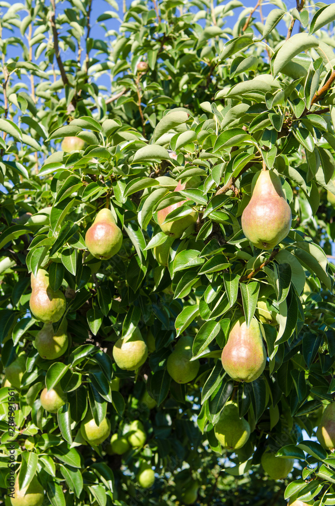 Pear orchard in Kelowna, British Columbia, Canada.