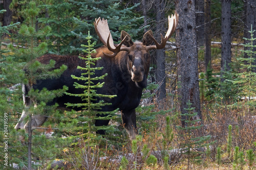 Shiras Bull Moose photo