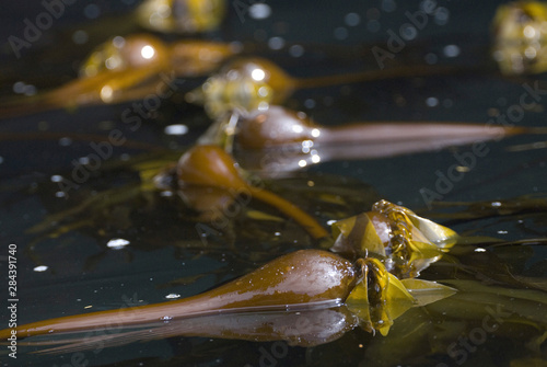 Bull Kelp, Broken Island Group, Pacific Rim National Park Preserve, British Columbia, Canada, September 2006 photo