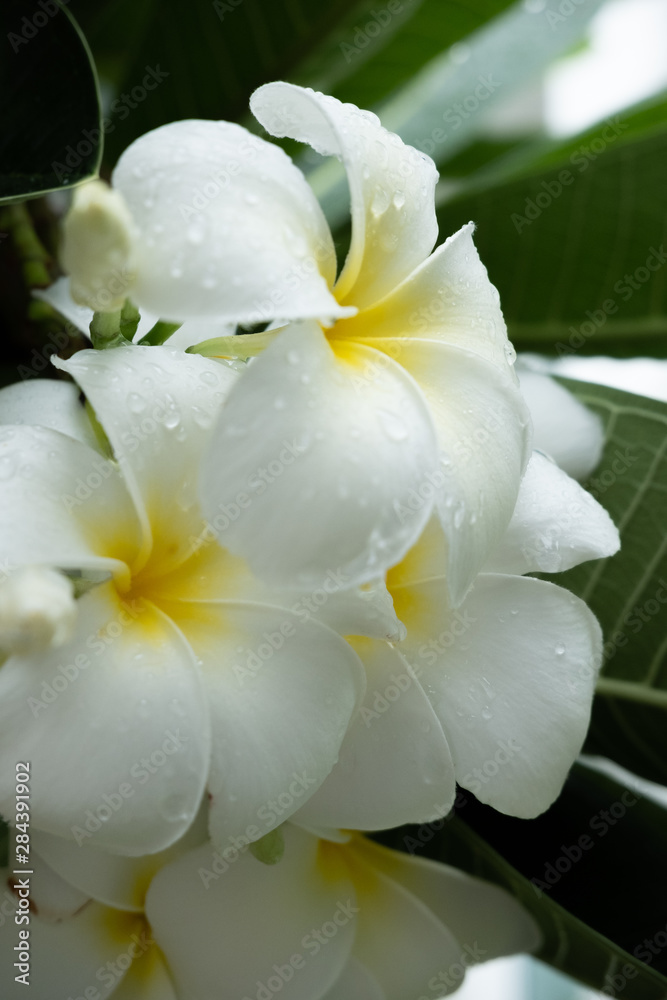 Plumeria Plumeria