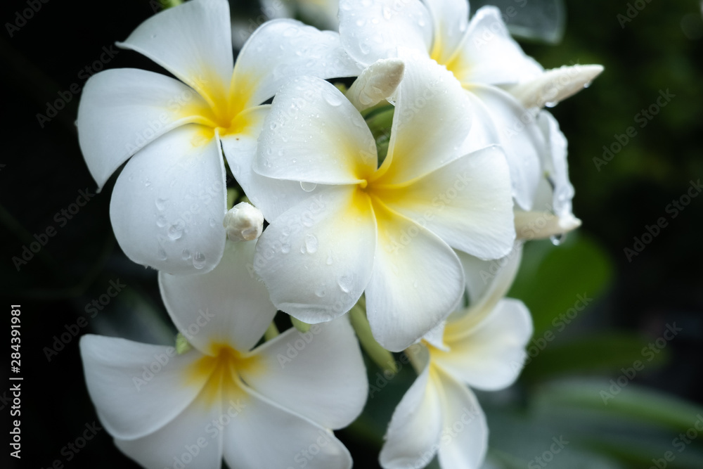 Obraz premium Plumeria