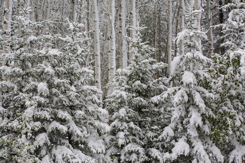 Fresh late summer snow on evergreen trees Banff National Park, Alberta, Canada