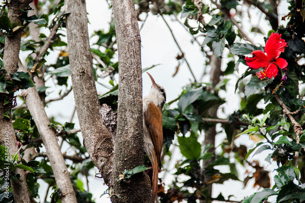 Obraz premium woodpecker on tree