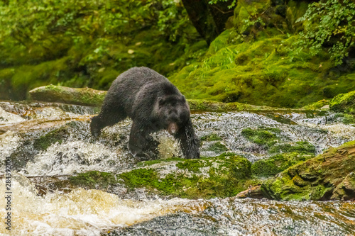 Canada, British Columbia, Inside Passage. Black bear fishing on Qua Creek. Credit as: Cathy & Gordon Illg / Jaynes Gallery / DanitaDelimont.com