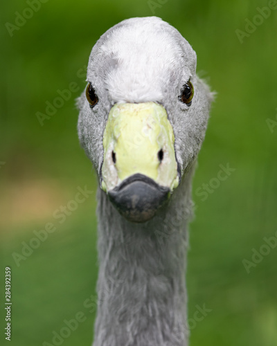 Portrait of a Cape Barren Goose