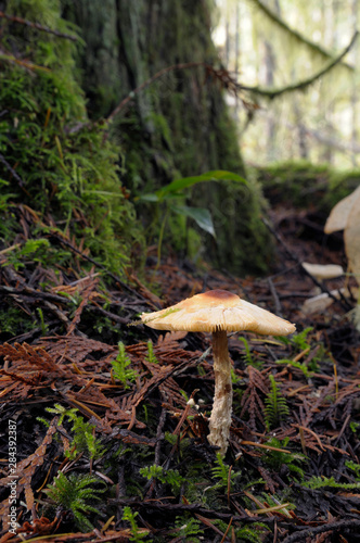 Canada, British Columbia, Vancouver Island. Shaggy-stalked parasol (Lepiota Clypeolaria) mushroom growing at the base of a mossy tree