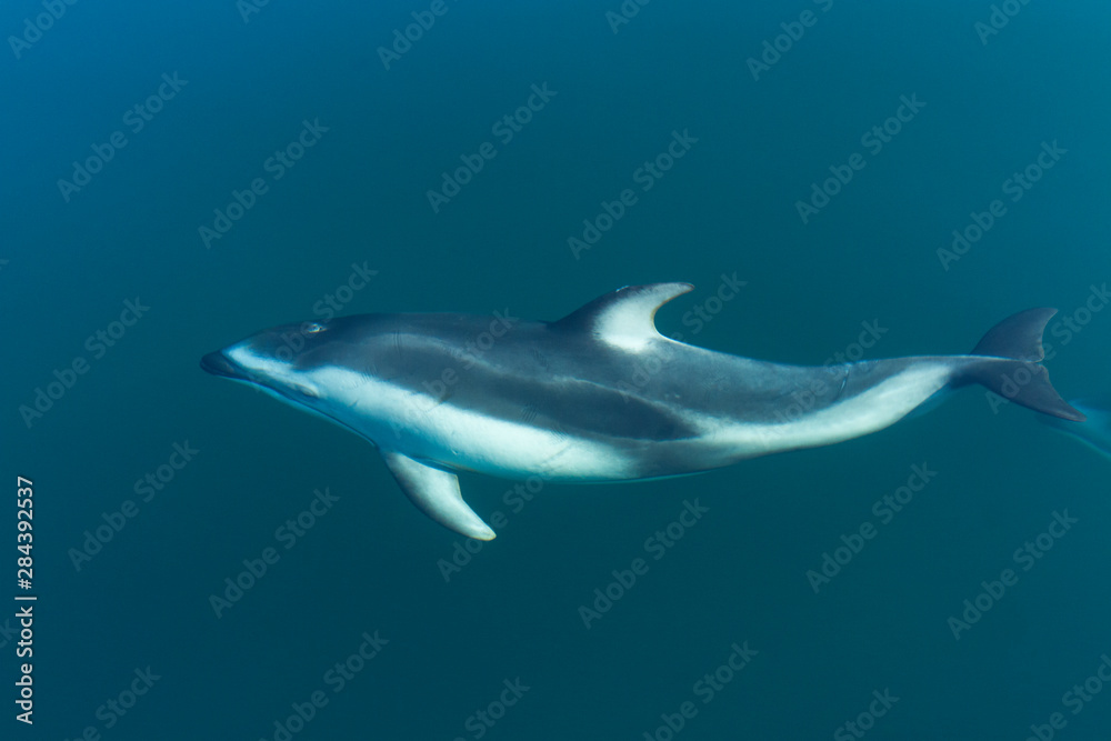 British Columbia. Pacific white-sided dolphins (Lagenorhynchus obliquidens) play in the clear waters of Johnstone Strait.