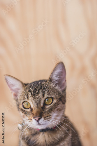 portrait of a cat