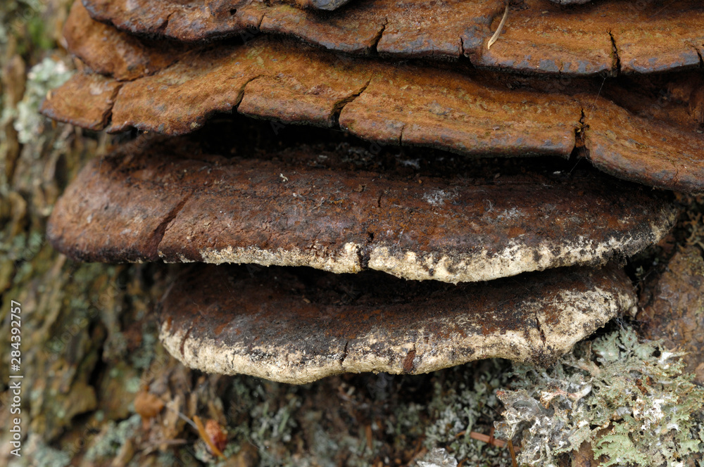 Canada, British Columbia, Vancouver Island. Close up photo of an old brown mushroom