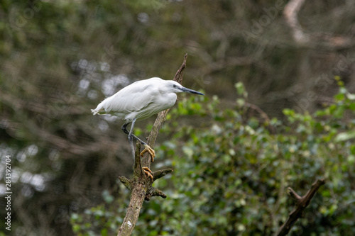 Little Egret Perched in a Tree