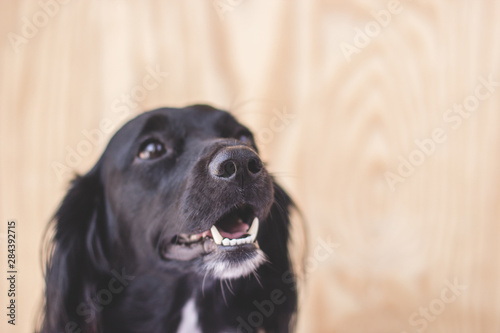 portrait of a dog